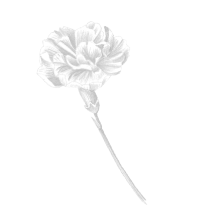 carnation illustration