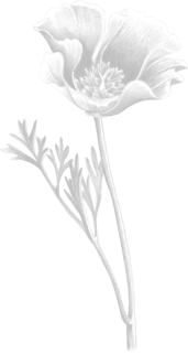 illustration d'une fleur de pavot