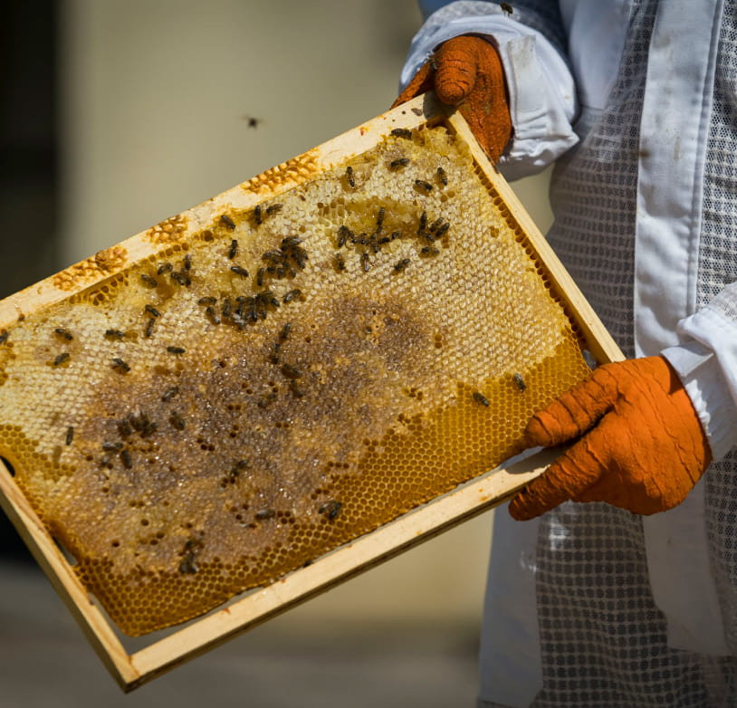 apiculteur qui montre un rayon de miel